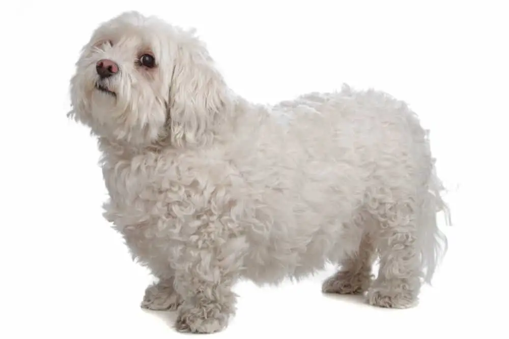 Bolognese Dog on white background