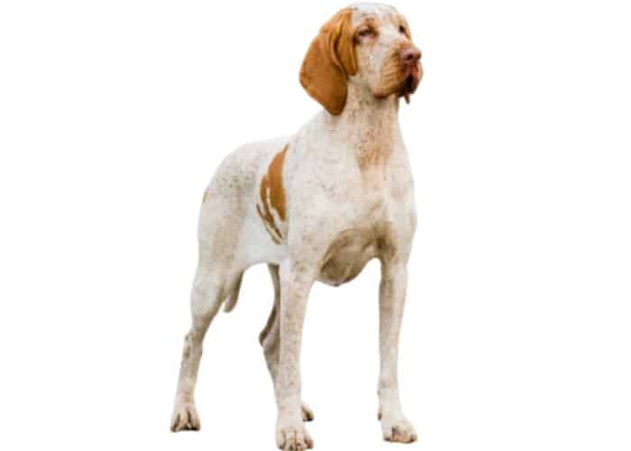 Bracco Italiano photographed against a white background