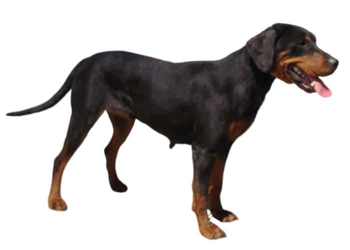 Bulgarian Scenthound standing on white background