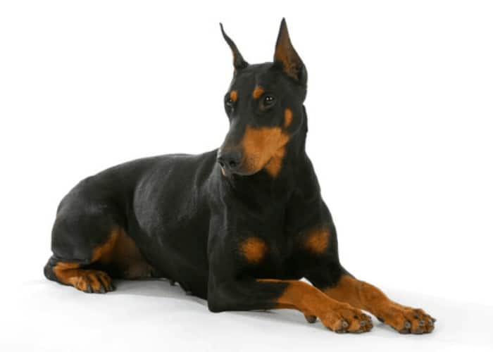 German shepherd dog lying on white background