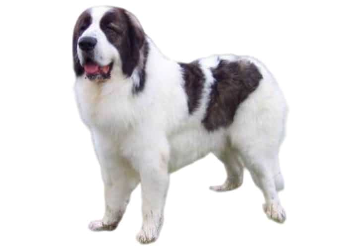 Karakachan dog standing on white background