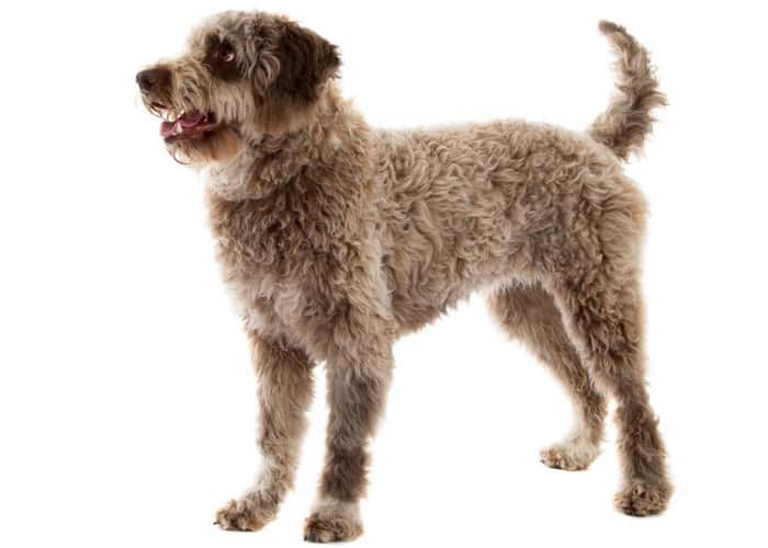 LAGOTTO ROMAGNOLO standing in front of white background