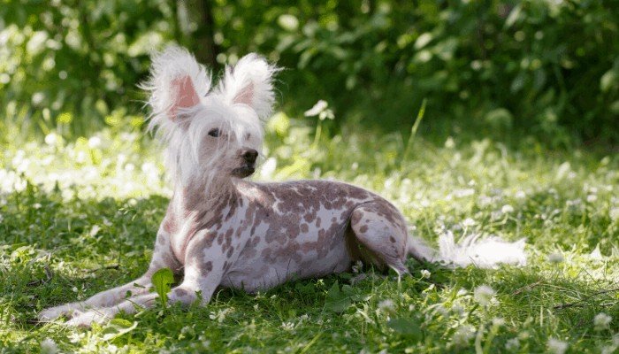 chinese crested dog lying on the grass
