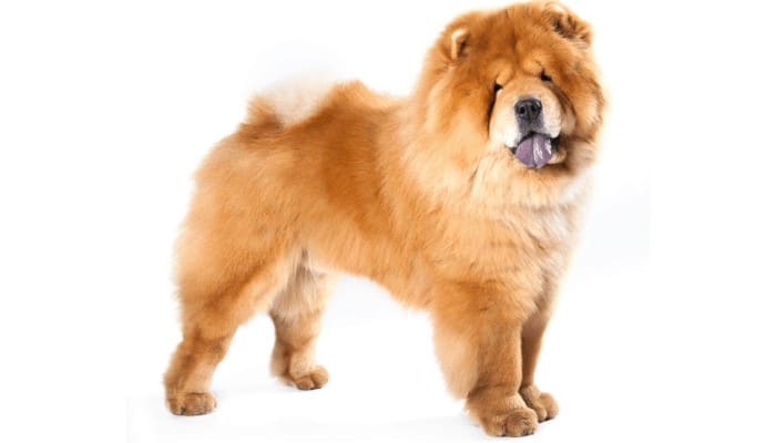 chow chow on a white background