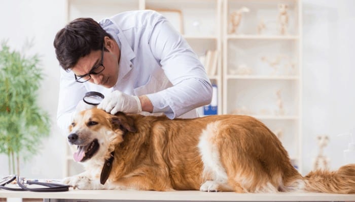 dog being examined by a vet on the table