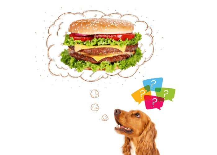 dog thinking of a cheeseburger illustration