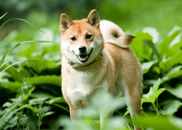 shiba inu standing in the middle of a garden