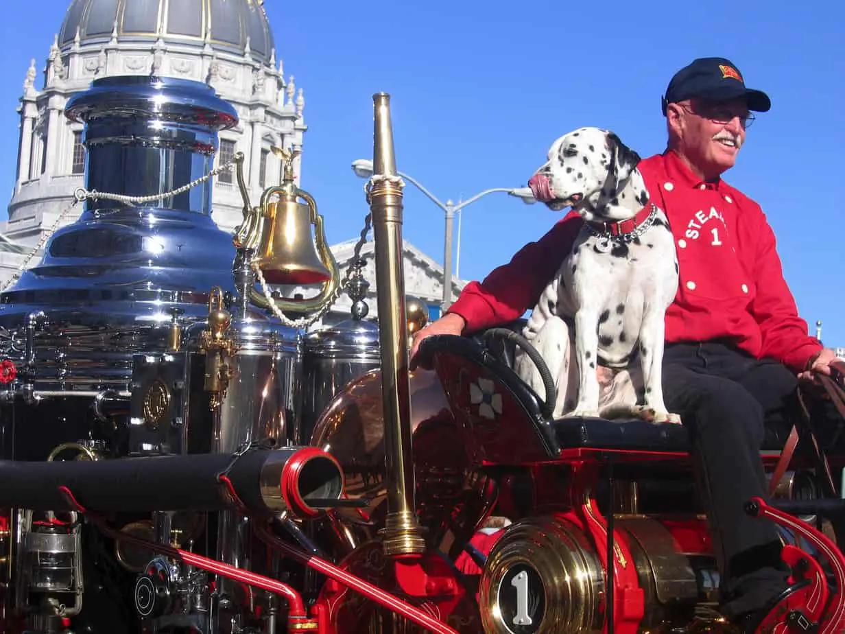 dalmatian riding on an old firetruck carriage