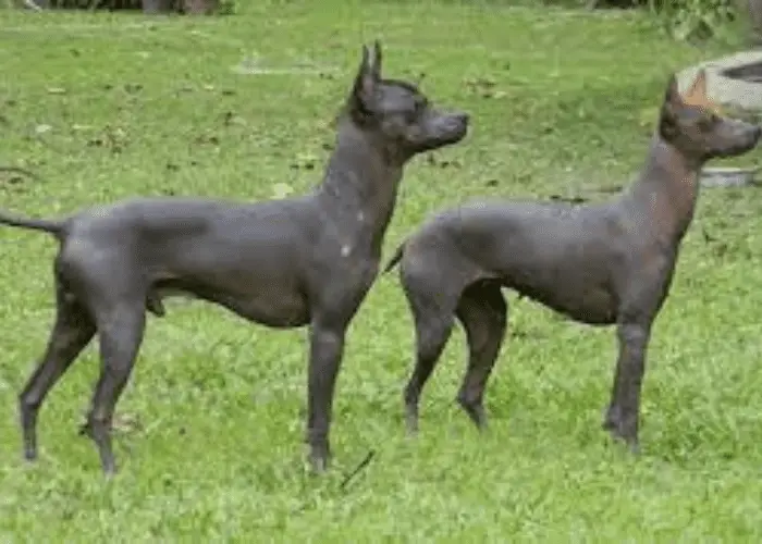 2 Argentina Pila Dogs