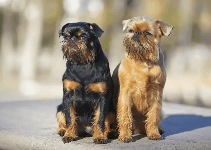 2 Brussels Griffon on the ground