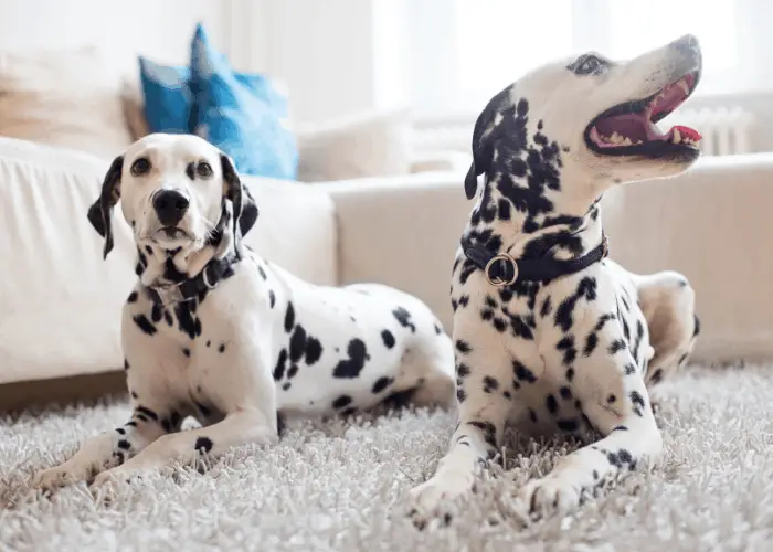 2 Dalmatians on the carpet