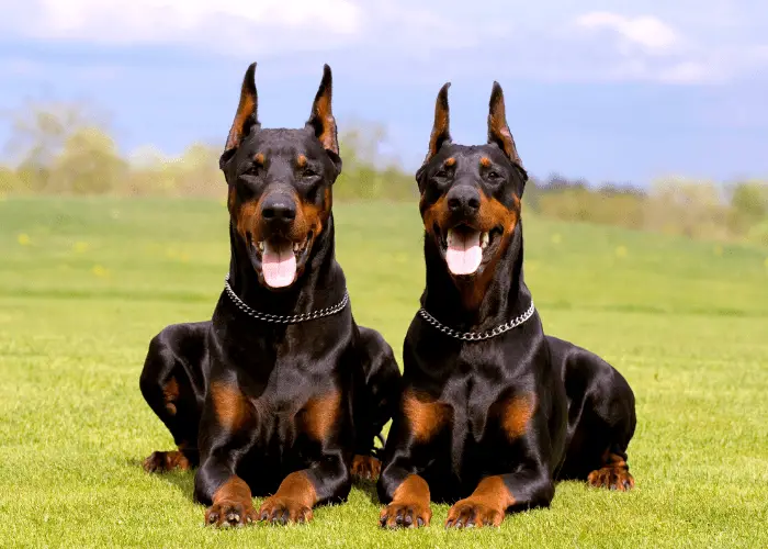 2 Doberman Pinscher dogs in the park