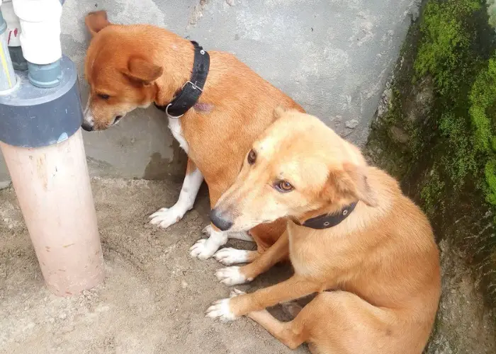 2 Nigerian ekuke dogs in a home