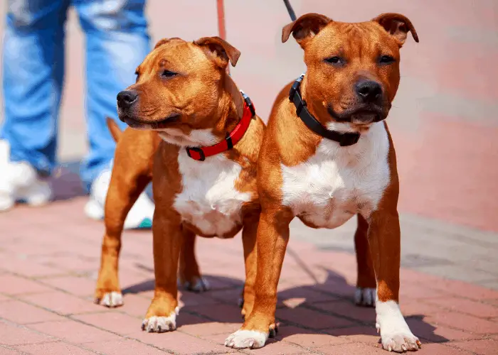 2 Staffordshire bull terrier dogs with owner