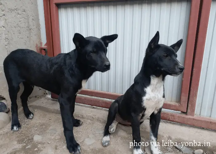 2 Tangkhul Hui dogs