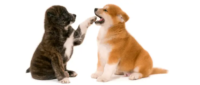 2 akita puppies playing on white background