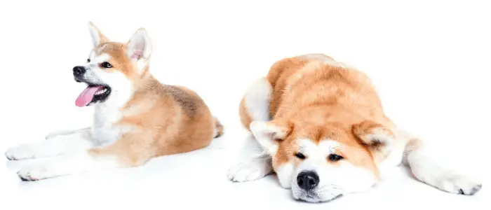 2 akitas on white background