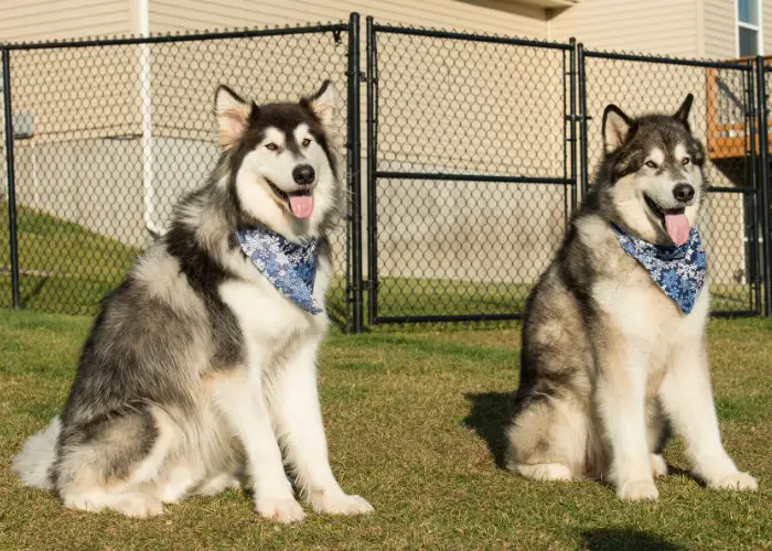 2 alaskan malamutes walking in the backyard