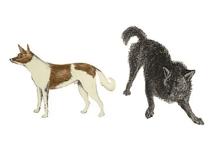 2 artist interpretations of Fuegian Dog