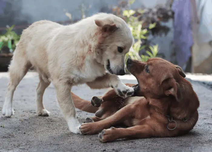 2 askal or aspin dogs playing with each other