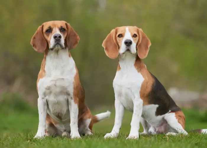 2 beagles in the backyard