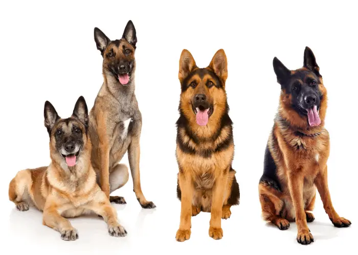 2 belgian malinois and 2 german shepherds on white background