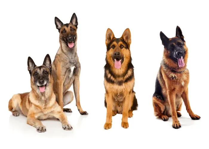 2 belgian malinois and 2 german shepherds on white background