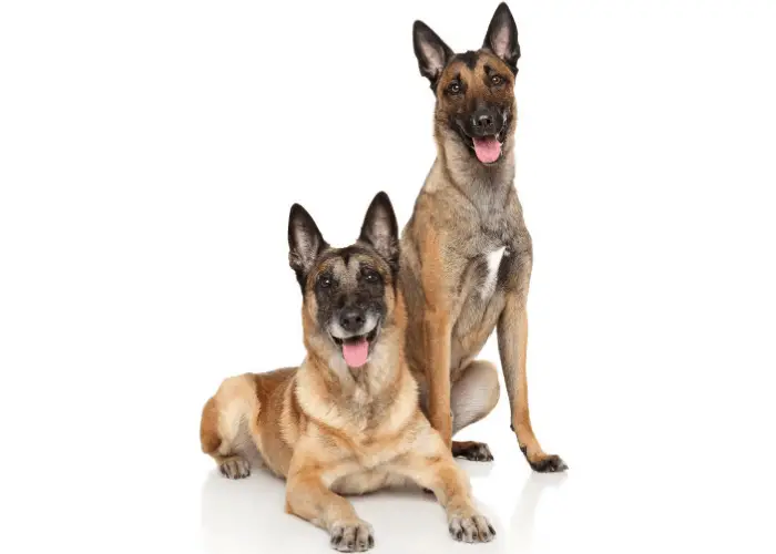 2 belgian malinois on white background