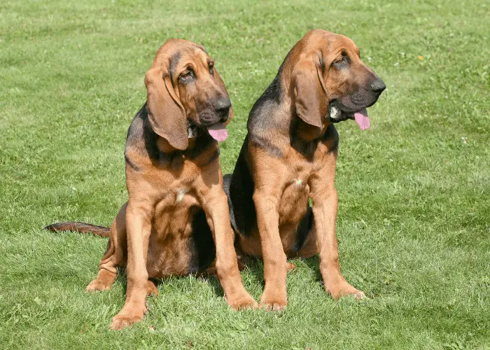 2 bloodhounds
