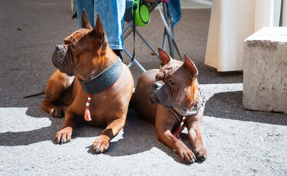 2 chinese chongqing dogs on leash