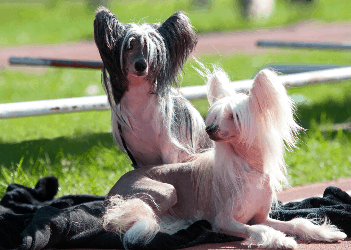 2 chinese crested dogs relaxing on the race track