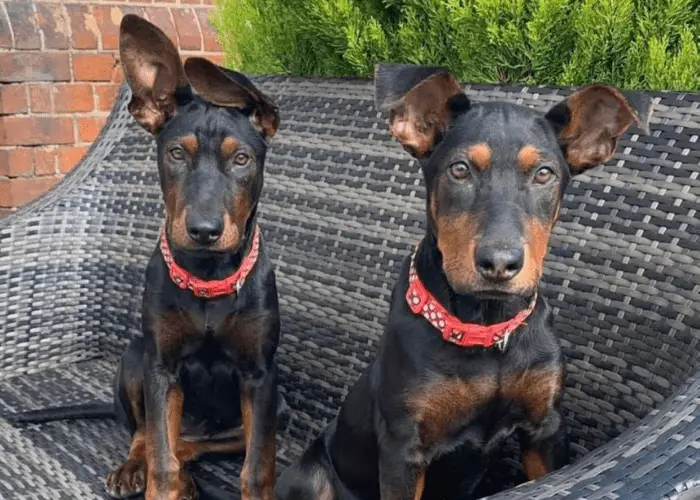 2 chinese red dog puppies