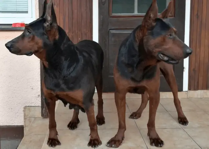 2 chinese red dogs standing in front of the door