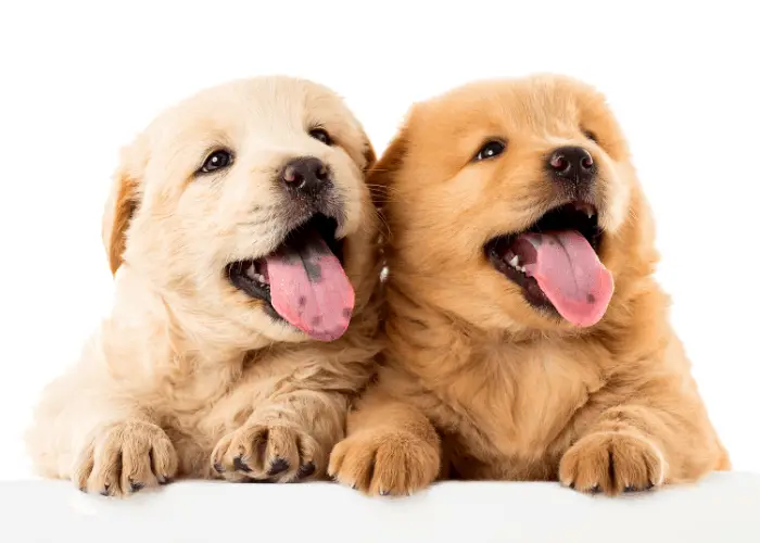 2 chow chow puppies on white background