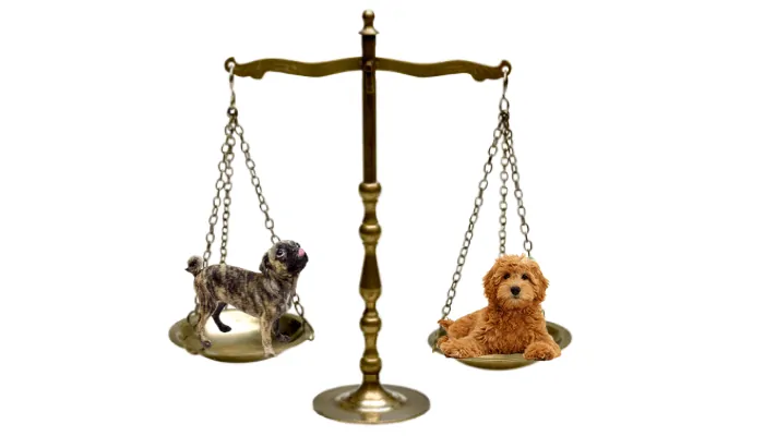 2 different dog breeds on a weighing scale