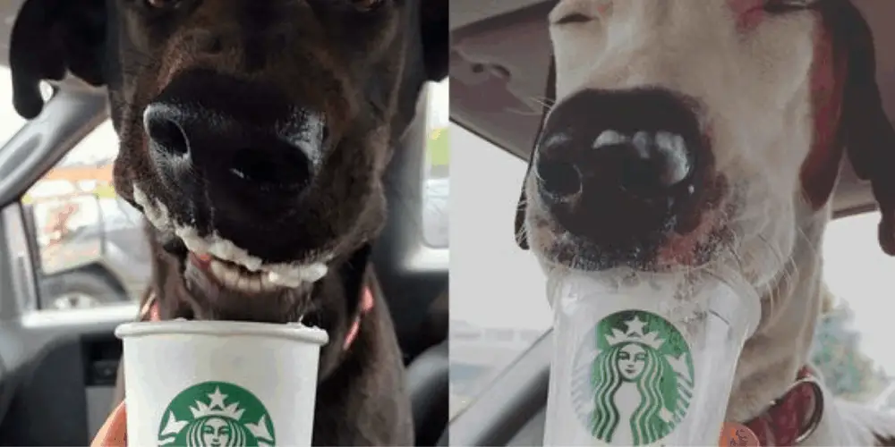 2 dogs enjoying a starbucks puppuccino image