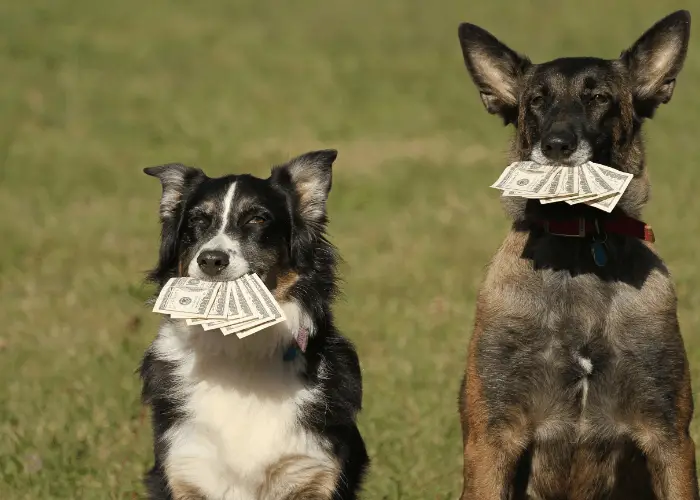 2 dogs holding money in their mouths