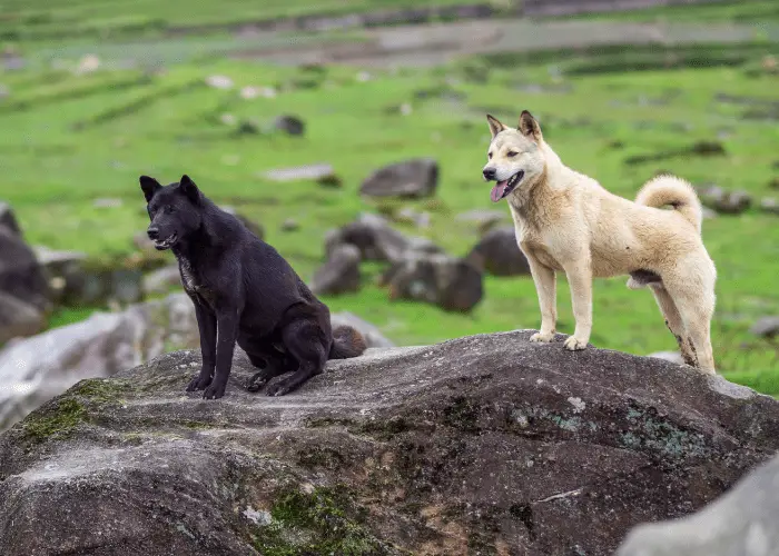 2 dogs in vietnam