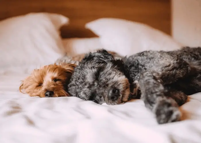 2 dogs sleeping in bed