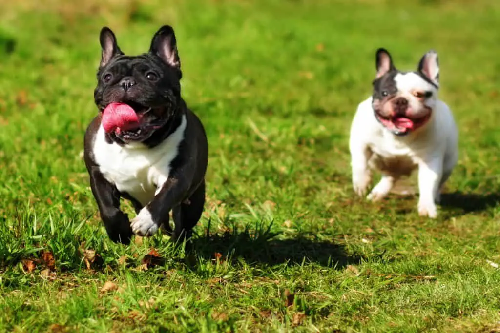 2 french bulldogs running on the lawn
