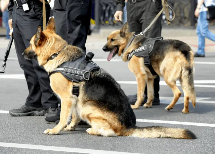 2 german shepherd k9 dogs