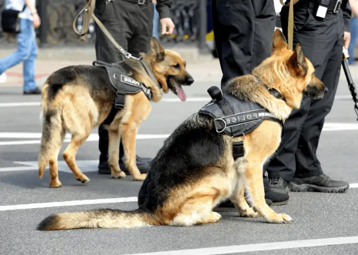 2 german shepherd police dogs with their trainers