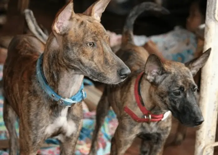 2 philippine witch dog breeds looking at something