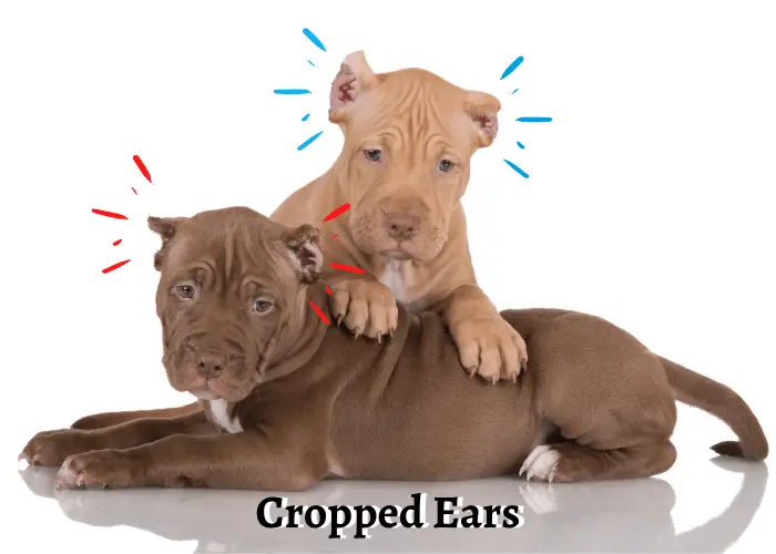 2 pit bull puppies with cropped cropped Ears