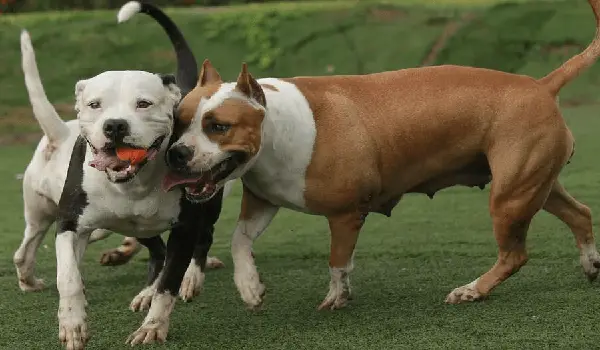 2 pit bulls bumping heads and establishing dominant trait