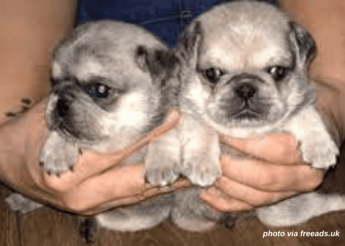 2 platinum pug puppies