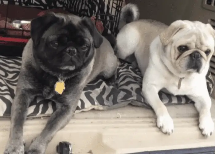 2 platinum pugs on the blanket