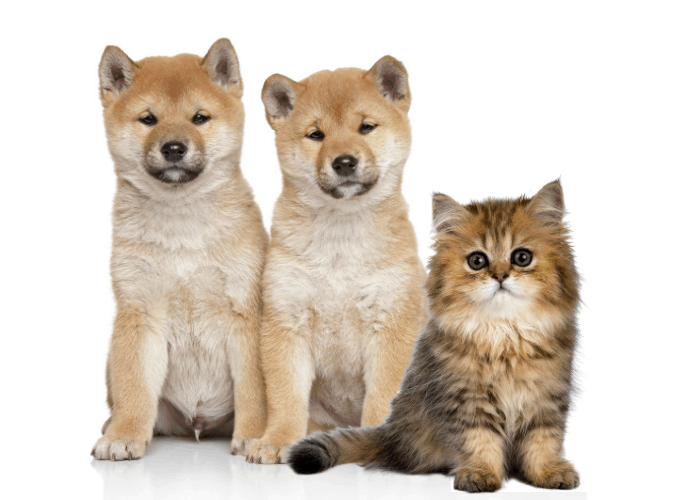2 shiba inu dogs and persian cat on white background