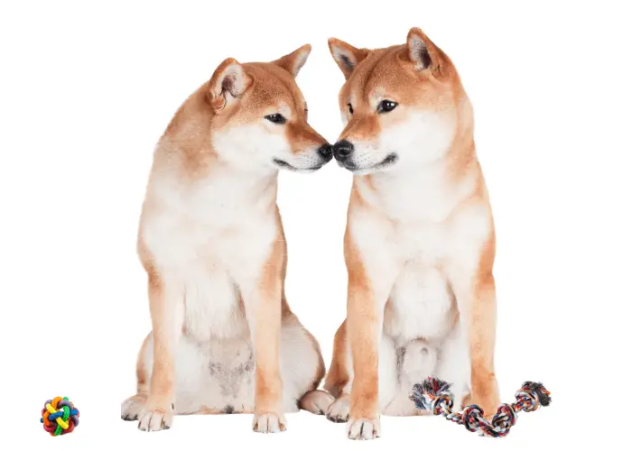 2 shiba inus and dog toys