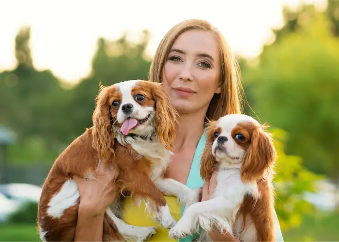 2 spaniel dogs in a female breeder's arms